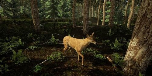 Animal Doctor