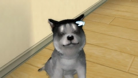 Petz Dogz Family