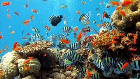 Reef Aquarium